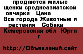 продаются милые щенки среднеазиатской овчарки › Цена ­ 30 000 - Все города Животные и растения » Собаки   . Кемеровская обл.,Юрга г.